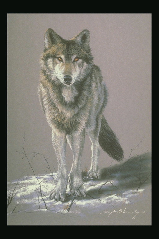 Волк пепельно-серый , сухие ветки травы
