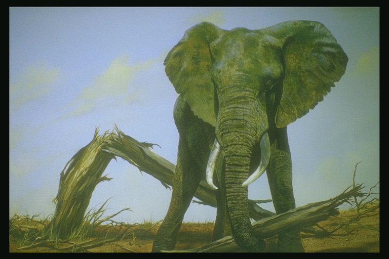 Слон и уламки  сухого дерева