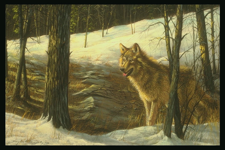 Волк с рыжеватой шерстю