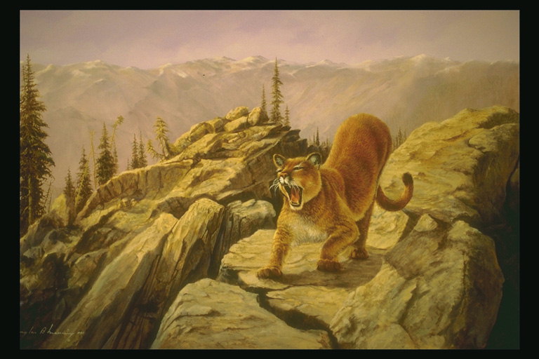 Тигр на утесе скалы