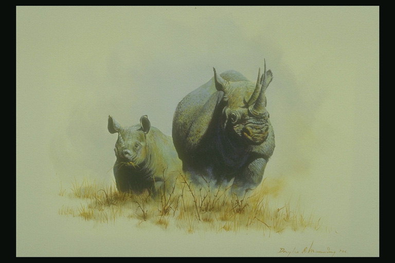 Носороги. Малыш и мама