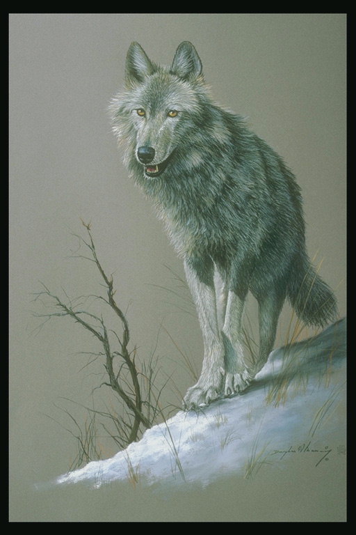 Серый волк на снежном холму
