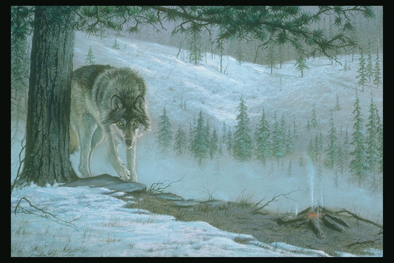 Волк на обрыве. Лес елей и снежные холмы на горизонте