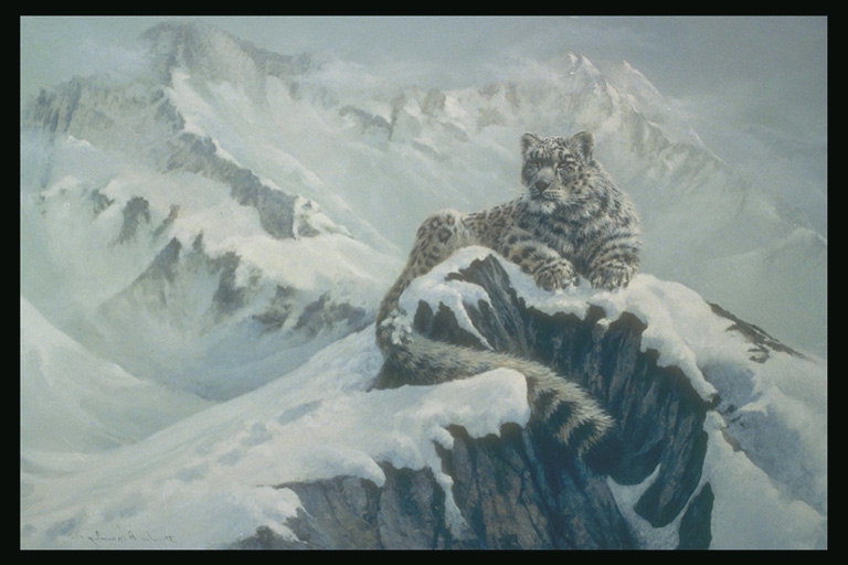 Белый леопард на утесе скалы