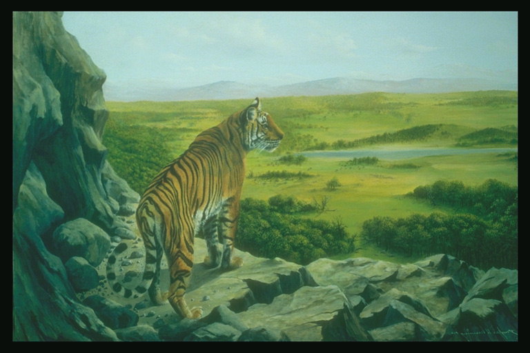 Тигр осматривает свои територии