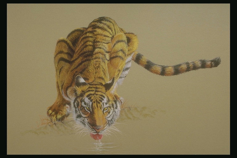 Картина. Тигр с рыжей шерстью и черными полосками