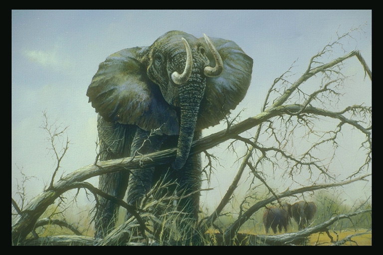 Слон убирает с своего пути сухие деревья