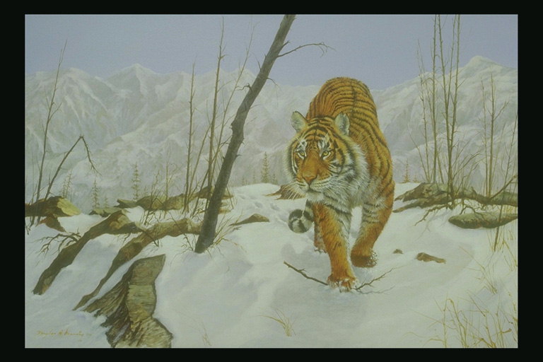 Тигр среди заснеженных гор