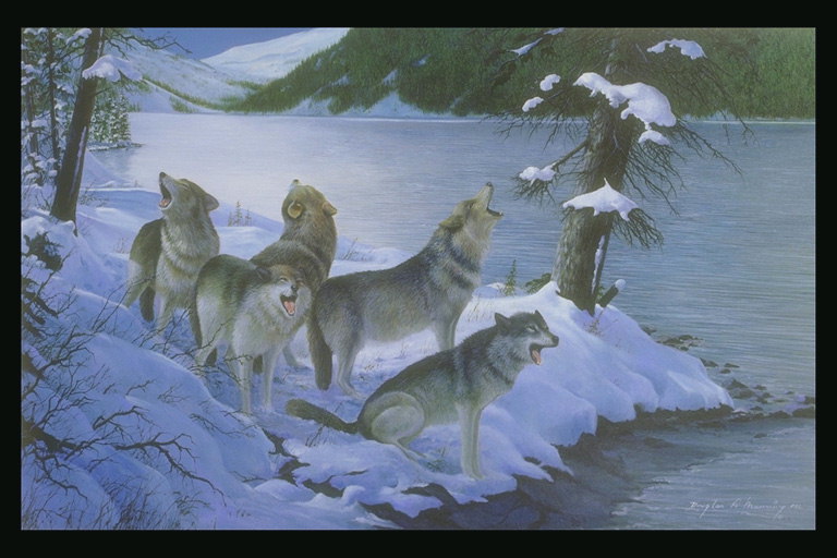Стая волков на берегу реки