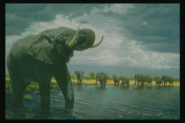 Стадо слонов у воды