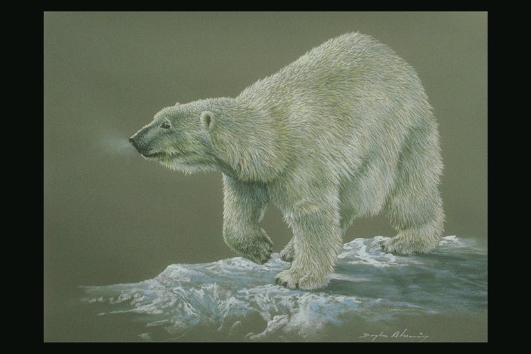 Белый медведь  на снегу. Пар от дыхания