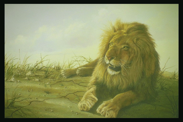 Лев на сухой потресканной от засухи земле