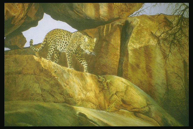 Леопард у ущелья скалы