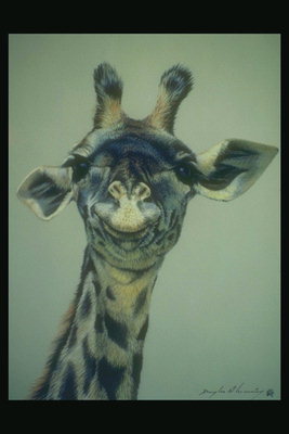 Голова жирафы с сиреневым оттенком