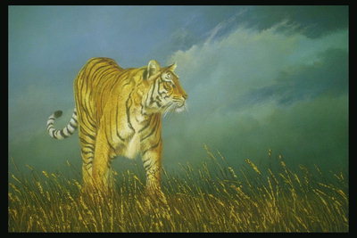 Ярко-рыжий тигр на фоне серого неба и среди золотистой травы