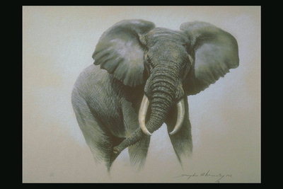 Рисунок слона. Большие бивни светло-серого цвета