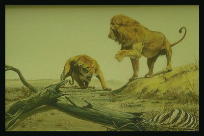 Борьба между львами за добычу