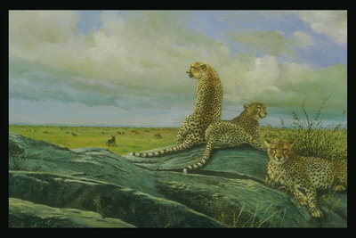 Леопарды на камне