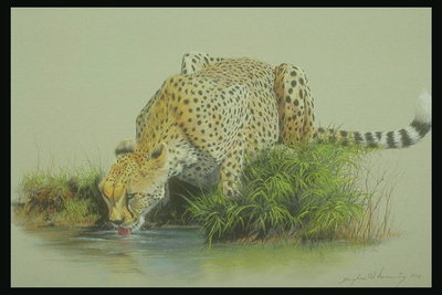 Леопард светло-коричневого цвета у ручья