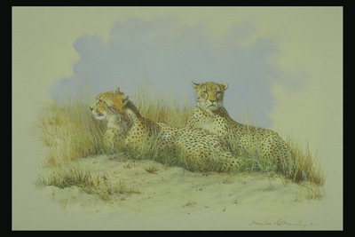 Леопарды на лужайке среди песка и сухой травы