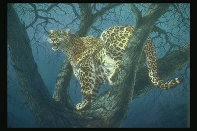 Ночное время суток. Леопард на ветвях дерева