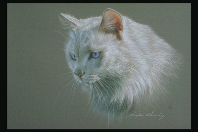 Белый пушистый кот с светло-бежевыми полосами по телу. Светло-голубые глаза
