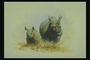 Носороги. Малыш и мама