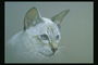 Светло-пепельного цвета кошка с длинными ушами и голубыми глазами