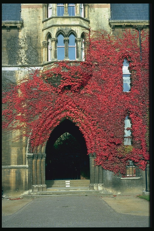 Растение огненно красного цвета  на стене у входа