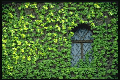 Окно с решеткой на стене среди зелени растения