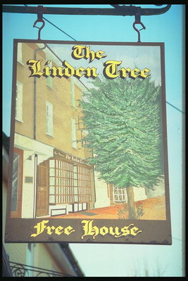 Pub linden tree. Picture a tree in front of walls of buildings
