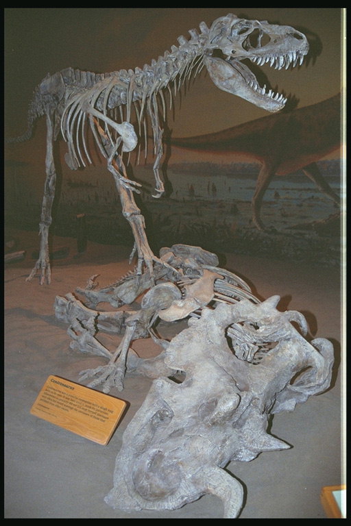Remains of dinosaur