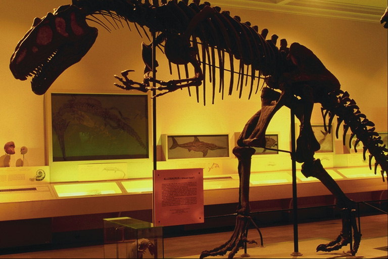 In the museum. Skeleton of dinosaur. Yellow light Halls