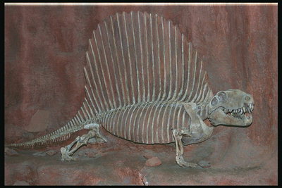 Відбиток кістяка динозавра на стіні скелі