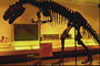 Trong bảo tàng. Skeleton của dinosaur. Màu vàng ánh sáng đường