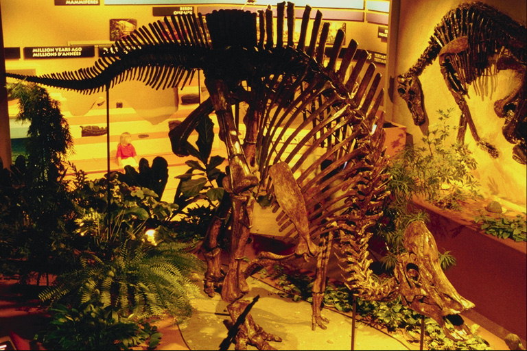Dinosaur skelett