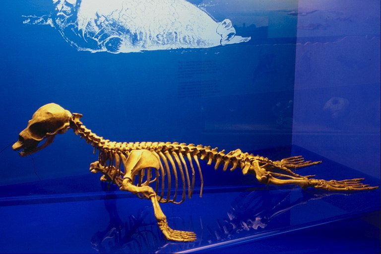 Skeleton of dinosaur. Waterfowl