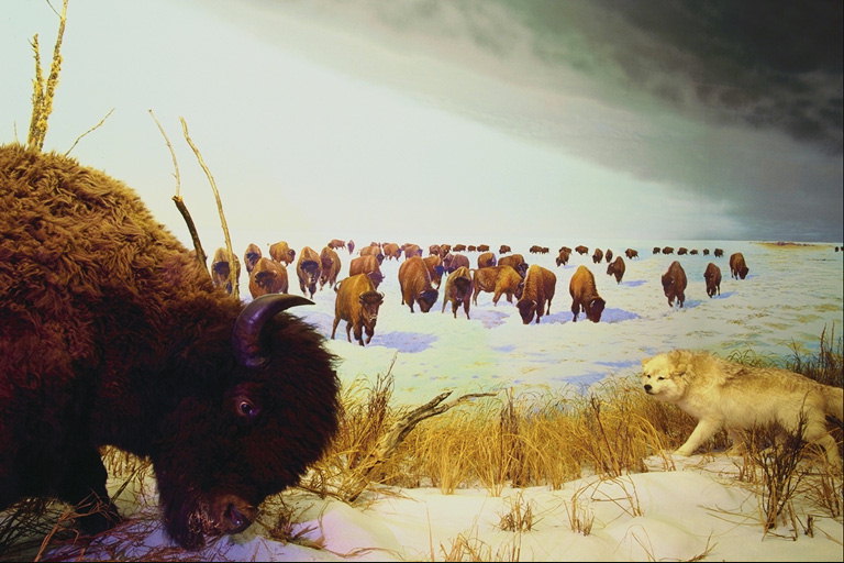 Herd of bison in winter