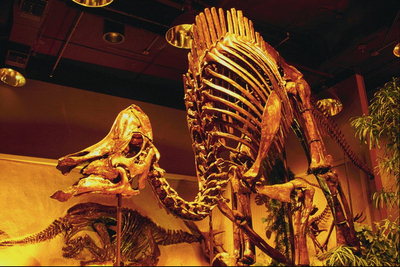 Скелет древнего животного