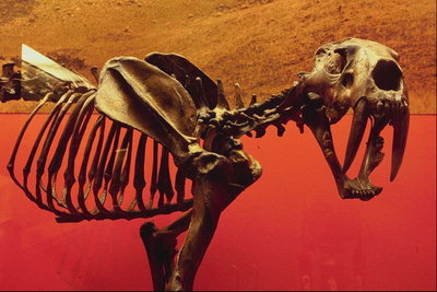 Динозавр с длинными клыками