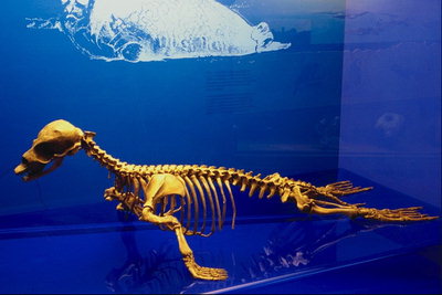 الهيكل العظمي للديناصور. الطيور المائية