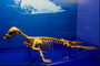 Skelet van de dinosaurus. Watervogels