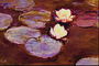 Бели лилии в езерце сред широки листа на