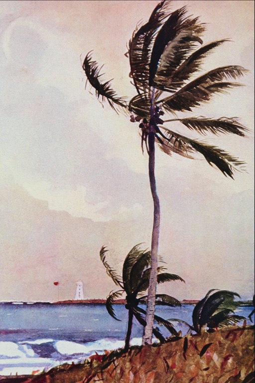 Stuhia. Palms