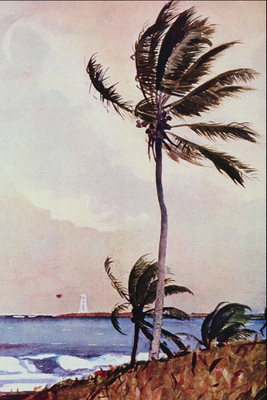 Badai. Pohon kelapa
