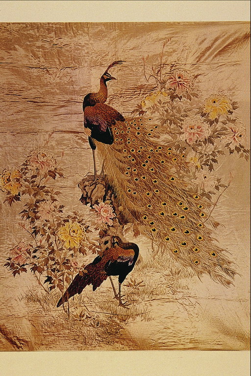Peacocks di antara semak bunga