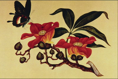 Røde blomster med lange kronbladenes og sommerfuglen