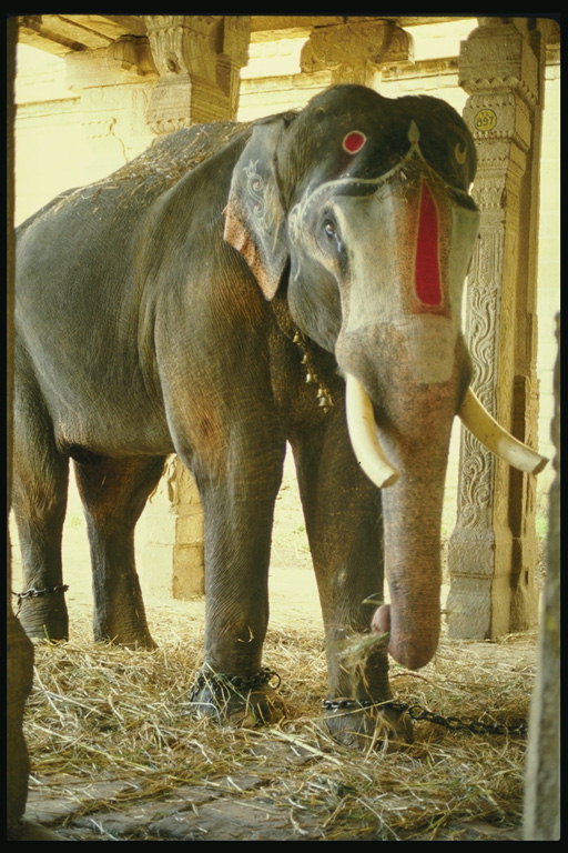 Elephant-a sacred động vật