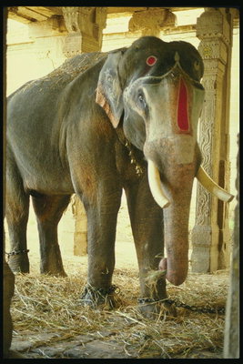 Ελέφαντας-ιερό ζώο