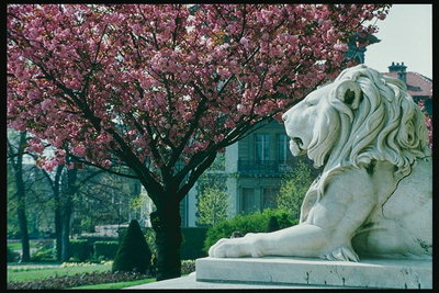 Sculpture of lion lying in the city park